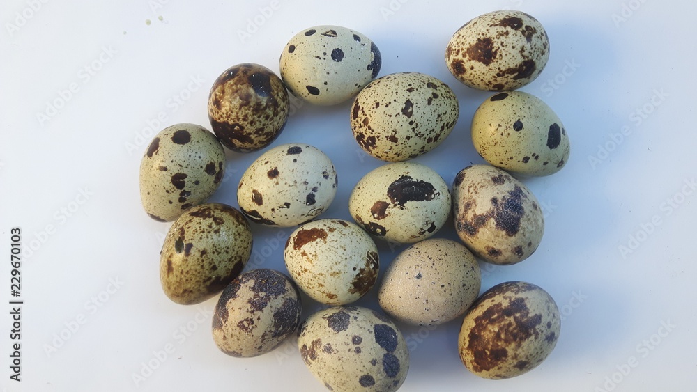 oeufs de caille sur fond blanc oeufs de caille sur fond blanc
