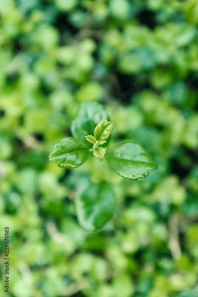 background of green leaves, shallow depth of field background of green leaves, shallow depth of field