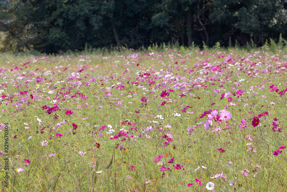 Cosmos flowers / shooting place is Kazo city Saitama prefecture, Japan