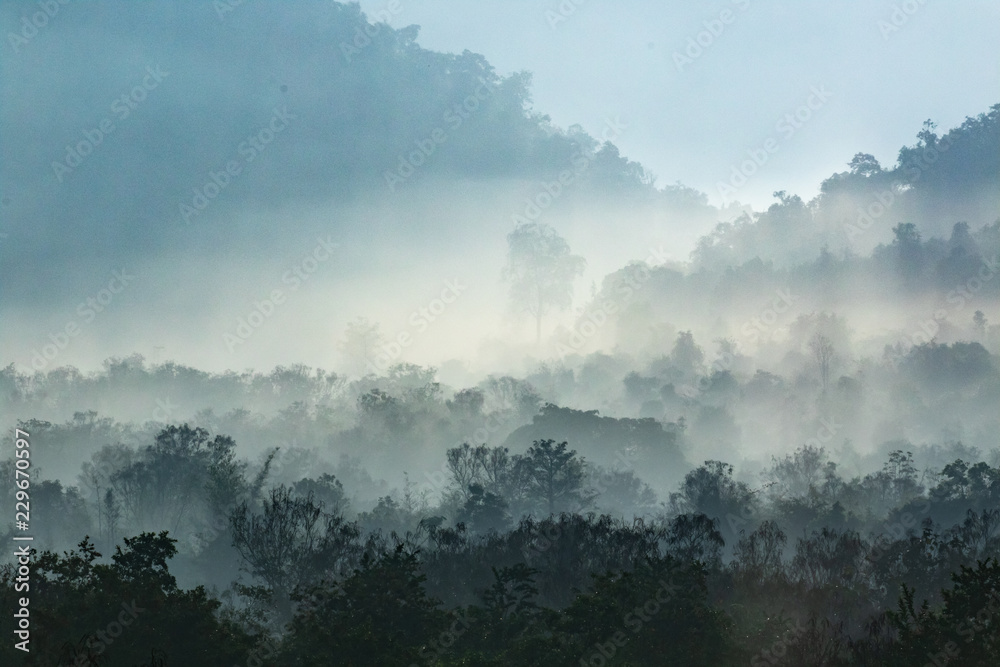forest in thailand forest in thailand