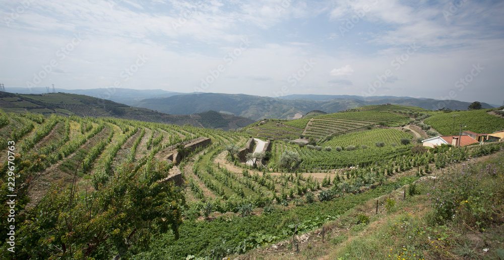 Spectacular Vineyards in Summer