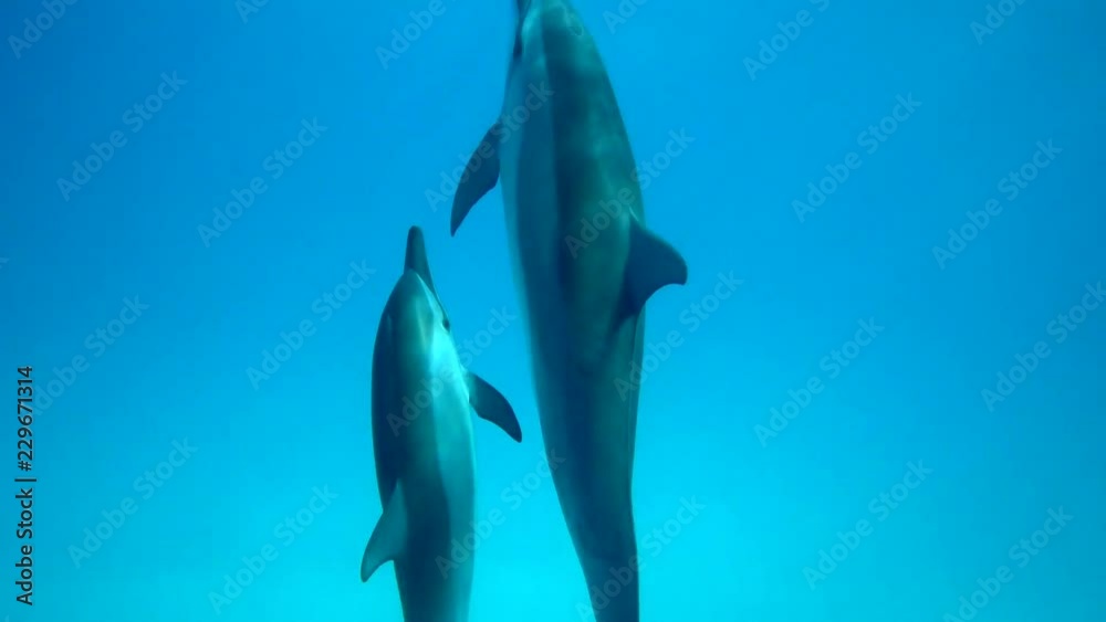 Underwater footage of a mother and pup spinner dolphin swimming close to camera then going to the surface to breath.