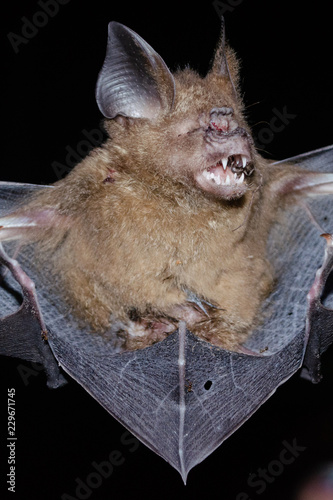 bat is mammal and call  vampire 