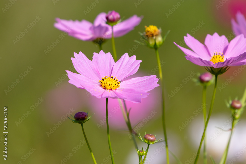 Cosmos flowers / shooting place is Kazo city Saitama prefecture, Japan Cosmos flowers / shooting place is Kazo city Saitama prefecture, Japan
