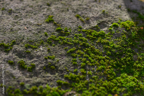 Close-up of moss on a rock © Moises