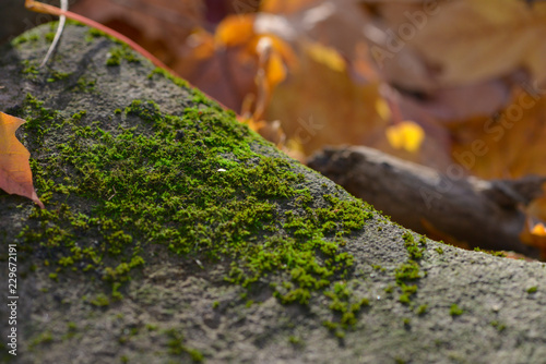 Close-up of moss on a rock