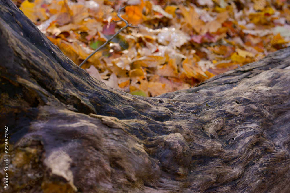 Tree branch on leaves