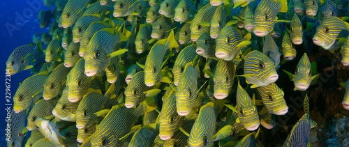 Bilde på lerret Very big school of Ribboned sweetlips, Plectorhinchus polytaenia, at Raja Ampat,