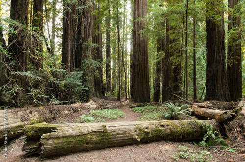 Thick Redwood Forest