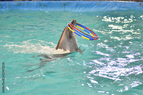 Dolphin with hoop