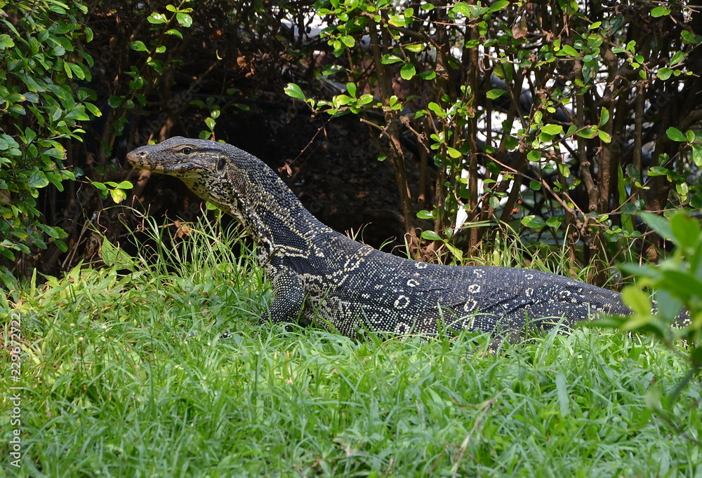 Naklejka premium Varanus salvator, commonly known as the water monitor or common water monitor, is a large lizard native to South and Southeast Asia
