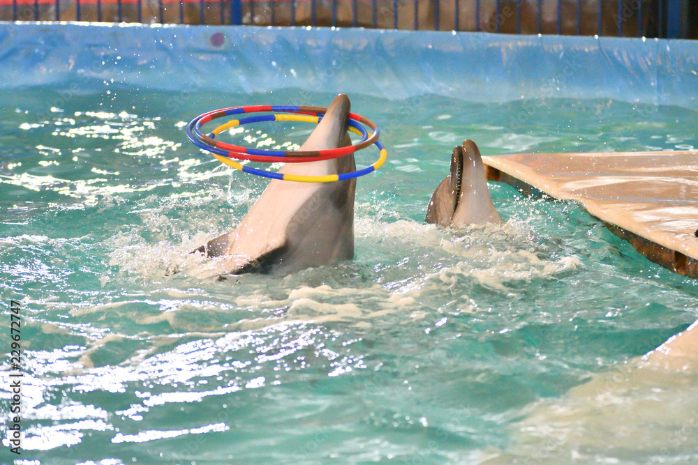 Dolphin with hoop