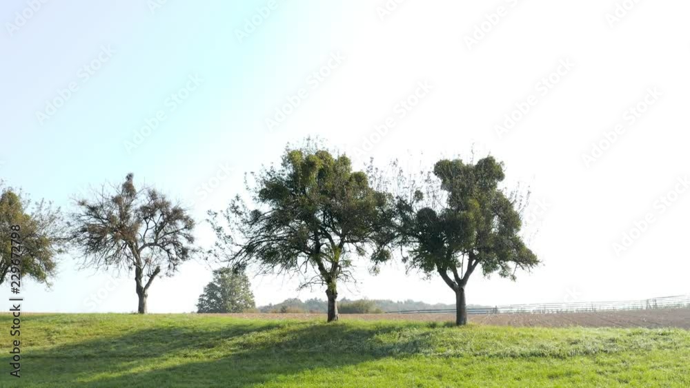 Aerial view on old orchard with trees covered in mistletoe