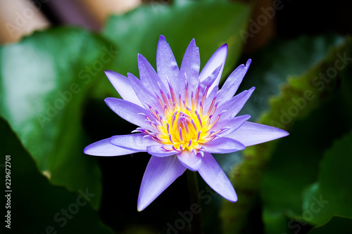 lotus flower  Blue lotus with green leaves in the pond.