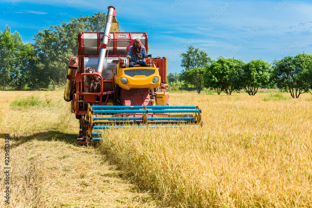 Fototapeta premium Combine harvester in action on rice field. Harvesting is the process of gathering a ripe crop