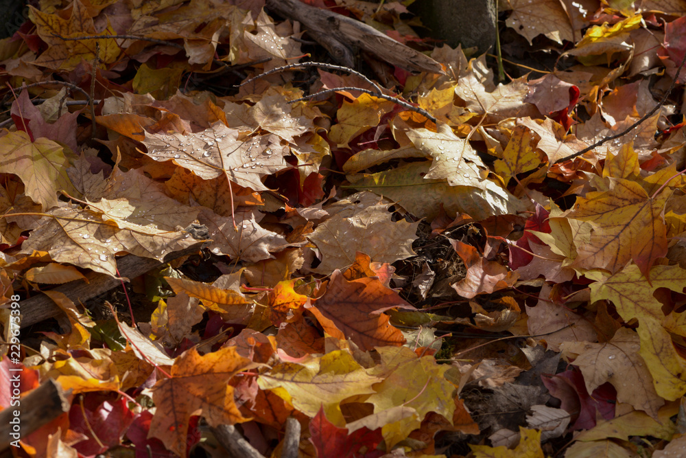 Many leaves on the ground Many leaves on the ground
