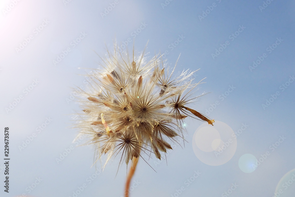 Naklejka Dandelion flower as background