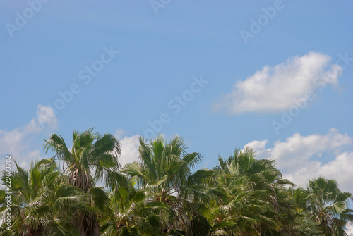 coconut tree on the blue sky