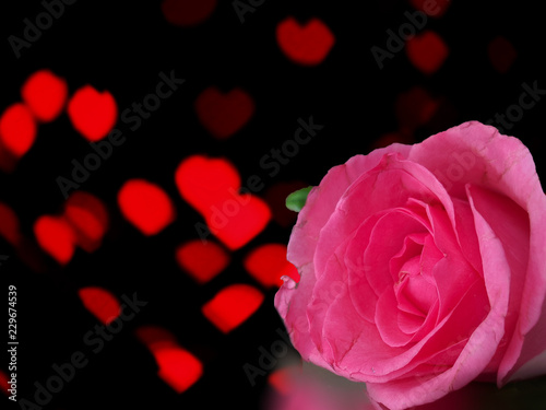 beautiful rose with hearts bokeh background