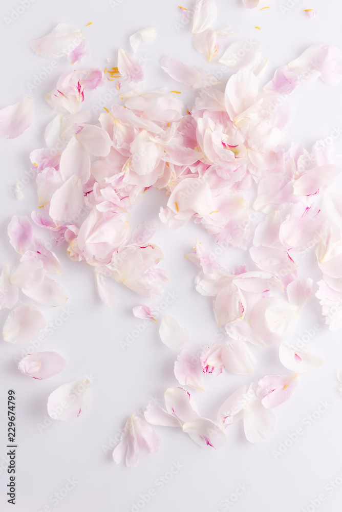 Pink color Flower petal on background