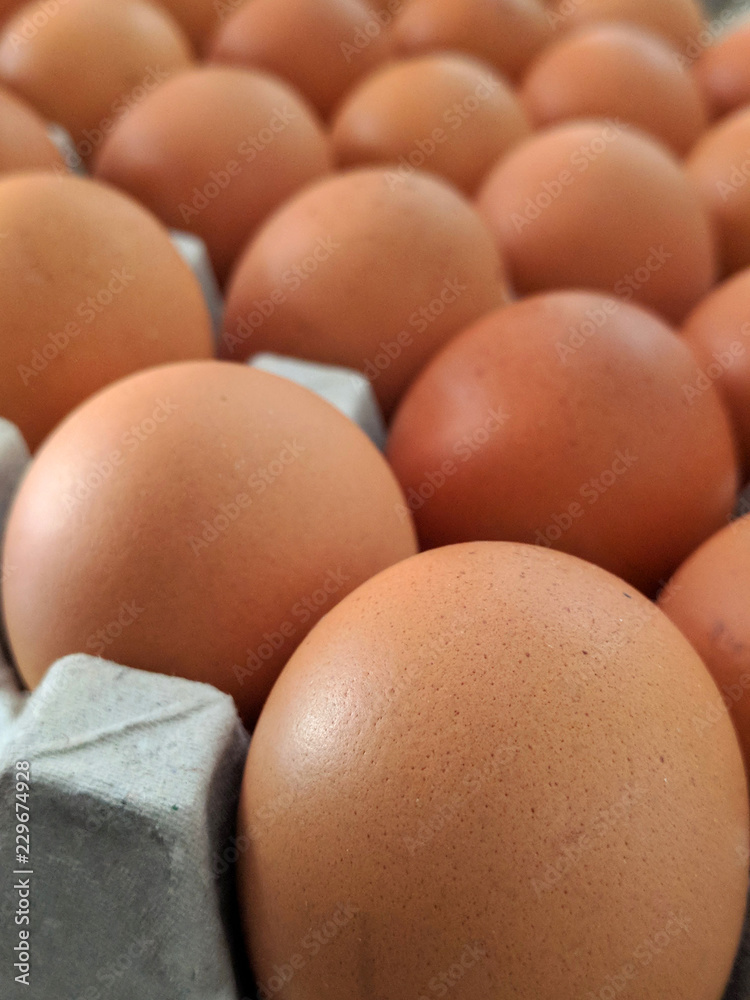 Egg, Chicken Egg Egg, Chicken Egg