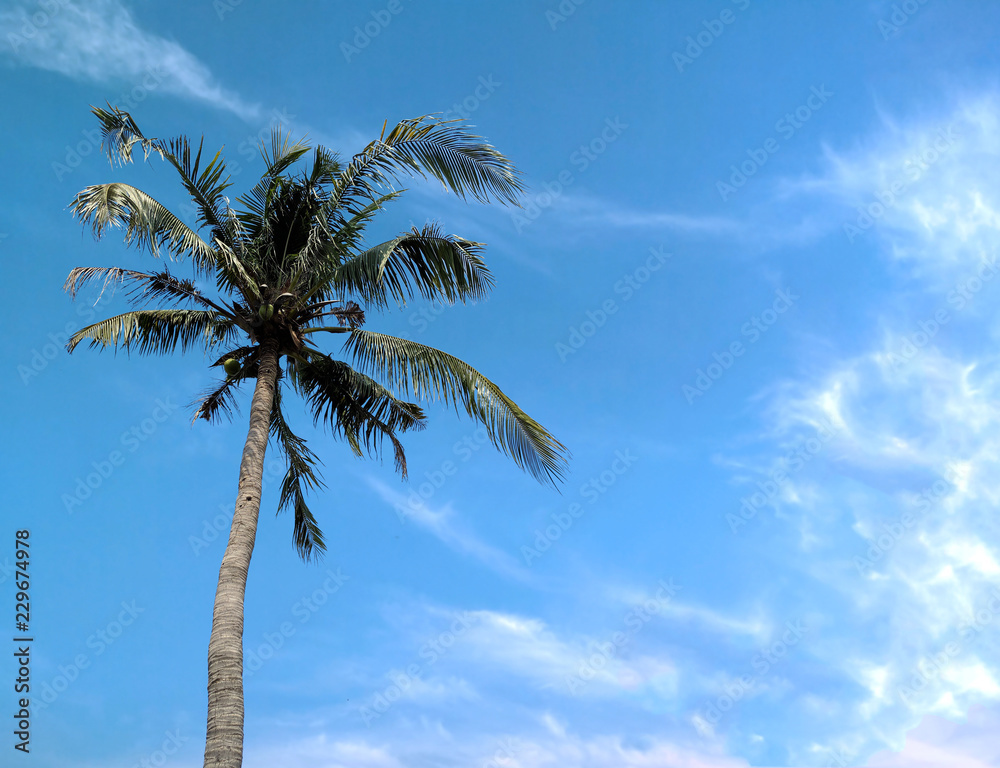 Obraz premium coconut tree on the blue sky