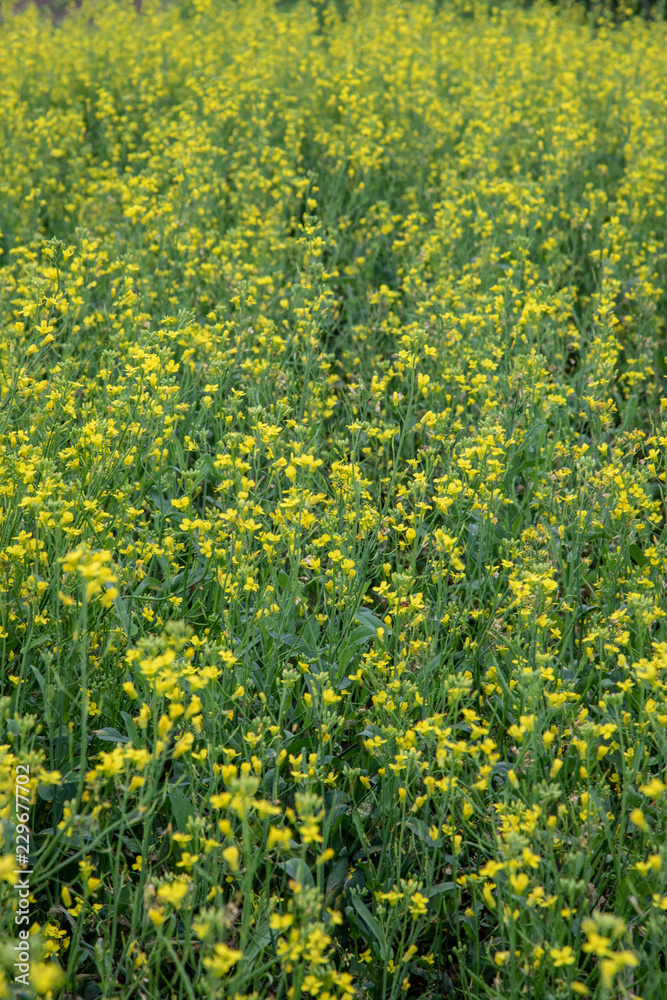 Obraz premium Canola flowers.