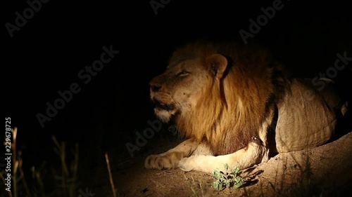 Wild male lion roaring into the dark of night
Panthera Leo - captured in the Greater Kruger National Park photo