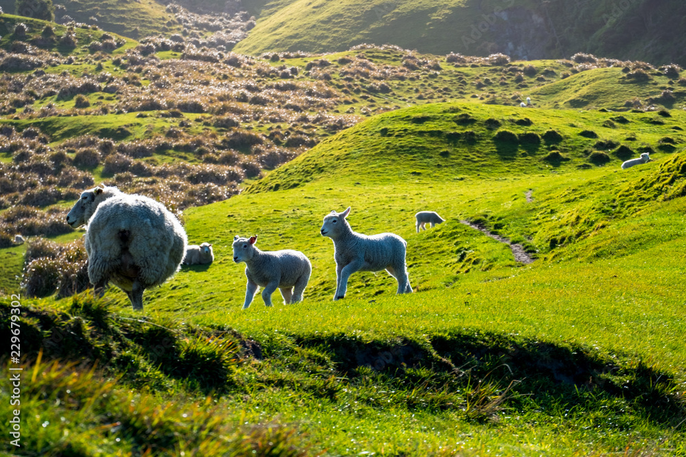 Naklejka premium sheep grazing on the green farm. Fresh sunny with a warm light day.