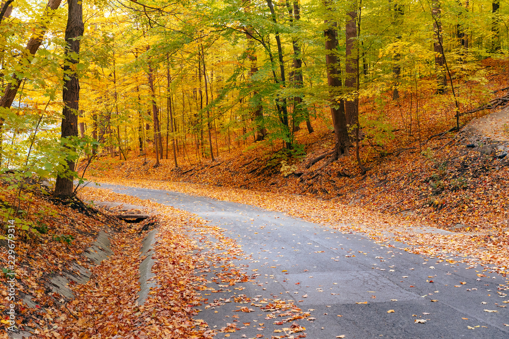 Obraz premium Road through autumn colors