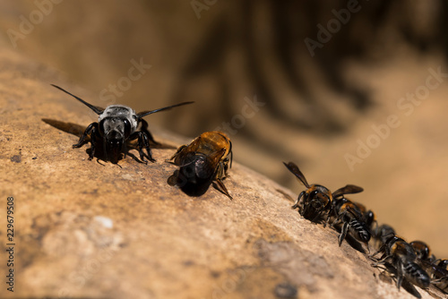 Bees eating salt lick on the salty rock in nature © Kitti bowornphatnon