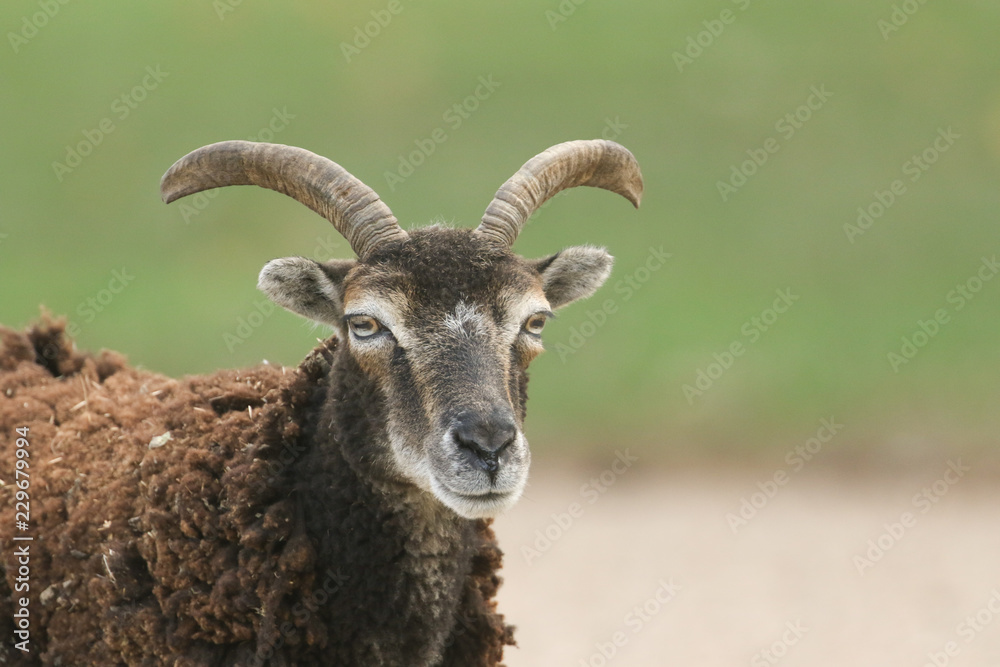  A beautiful Soay sheep  (Ovis aries) head shot. 