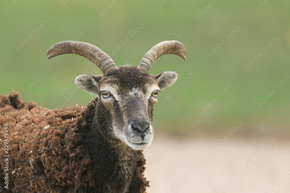 A beautiful Soay sheep (Ovis aries) head shot. A beautiful Soay sheep (Ovis aries) head shot.
