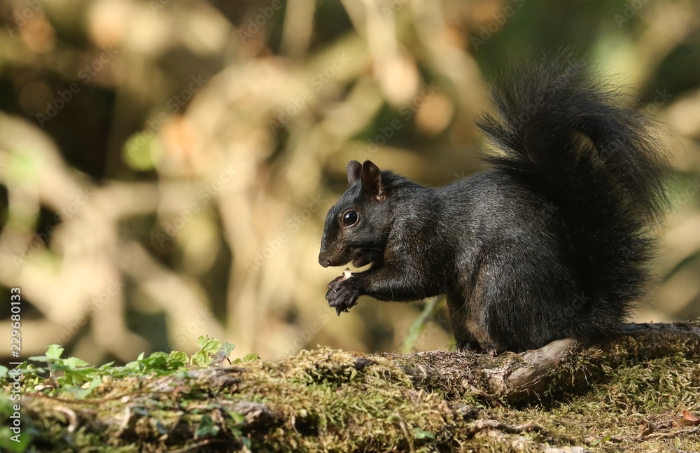 A rare cute Black Squirrel (Scirius carolinensis) eating a nut sitting on a fallen tree in woodland. A rare cute Black Squirrel (Scirius carolinensis) eating a nut sitting on a fallen tree in woodland.