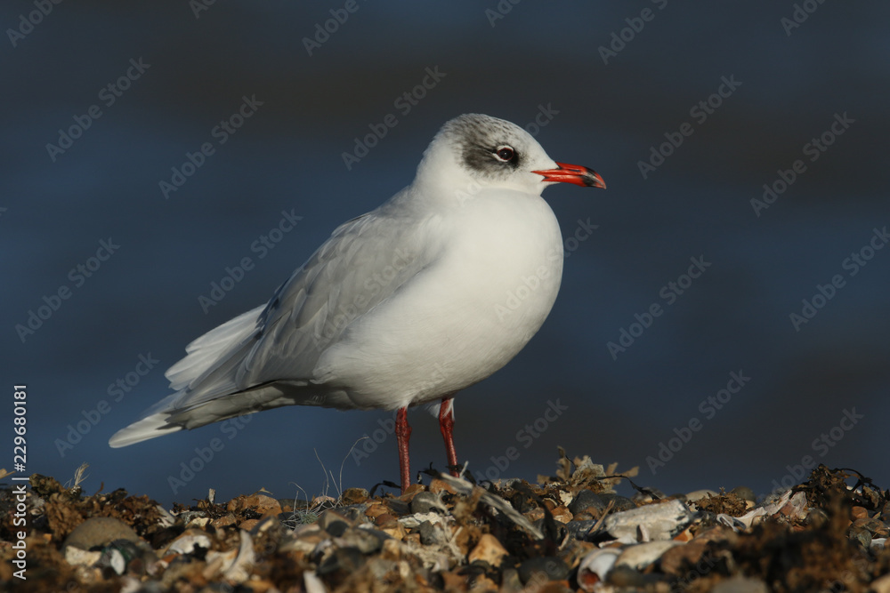 A stunning Mediterranean Gull (Larus melanocephalus) standing on a pebbled beach looking around for food in the UK. A stunning Mediterranean Gull (Larus melanocephalus) standing on a pebbled beach looking around for food in the UK.