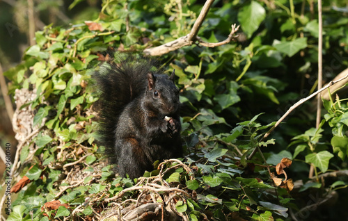 A rare cute Black Squirrel (Scirius carolinensis) eating a nut sitting on a log in woodland. © Sandra Standbridge