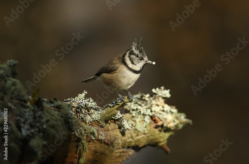A rare Crested Tit (Lophophanes cristatus) perching on a branch of a tree with food in its beak in the Abernathy forest in the highlands of Scotland. 