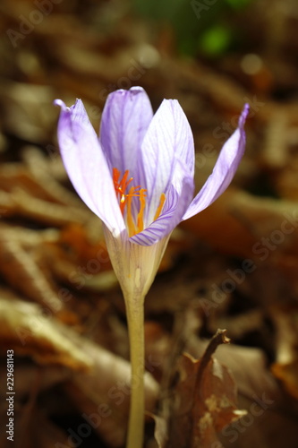 Image of autumn wild poisonous flower. Colchicum shadow. Cólchicum autumnale.