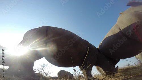 Up close low angle footage of Southern white rhinoceros (Ceratotherium simum) feeding in the wilderness of Africa. photo