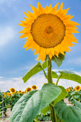 Fototapeta Naklejka Na Ścianę i Meble -   fleur de tournesol 