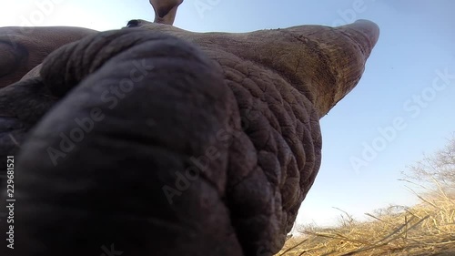 Up close low angle footage of Southern white rhinoceros (Ceratotherium simum) feeding in the wilderness of Africa. photo