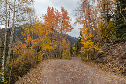 Mountain road in the fall, autumn aspens