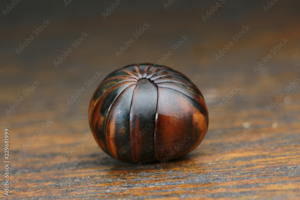Fototapeta premium millipede on wood background in nature
