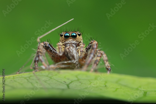 jumping spider and prey on green leaf in nature