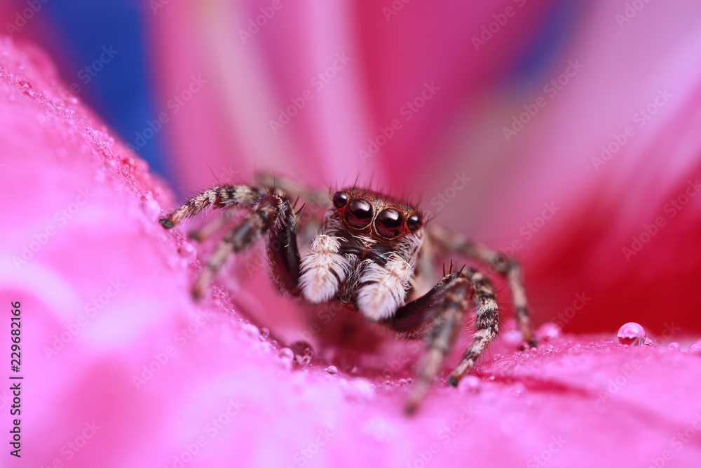 jumping spider and water drop on pink flower in nature