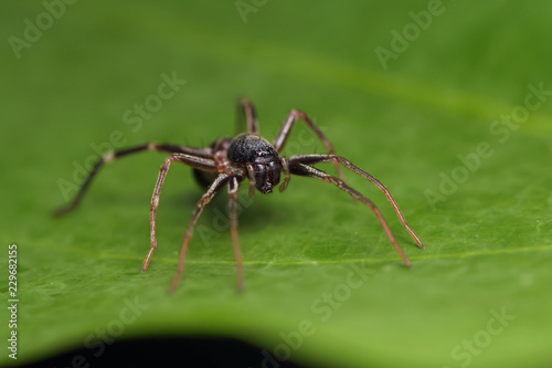 spider on green leaf in nature