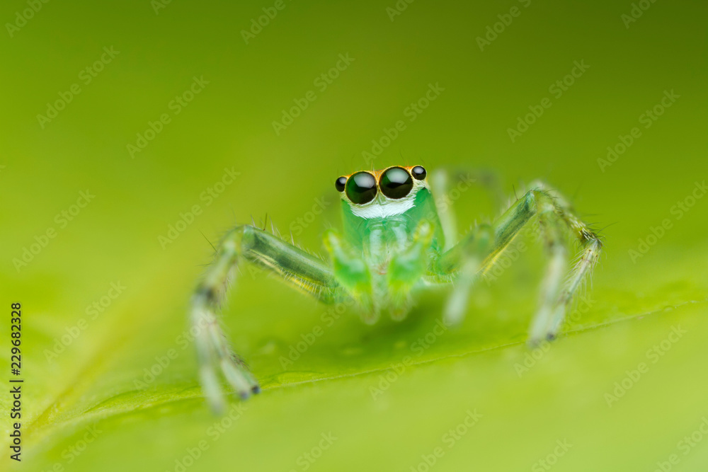 Fototapeta premium jumping spider on green leaf in nature
