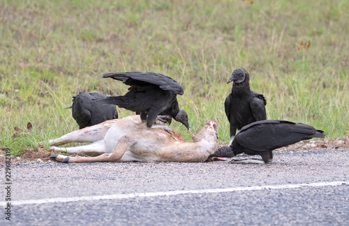 Vultures on roadkill deer photo