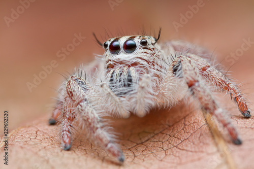 jumping spider on orange leaf