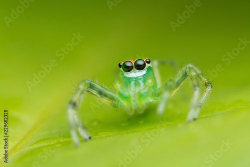 jumping spider on green leaf in nature
